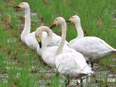 細野 正洋氏製作　バイオリン　4/4 細野 正洋氏製作 バイオリン 4/4