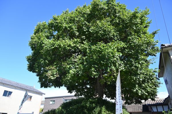 先代の榎は枯れたが、脇芽が成長して現在の姿になっている