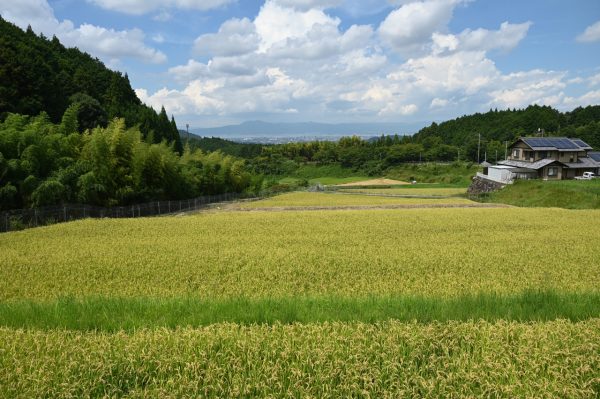 美しい棚田が広がる