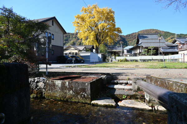 梅花藻の花咲く地蔵川沿いにある了徳寺