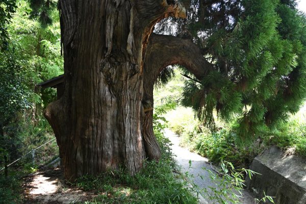 幹回り6メートル・樹高26メートル