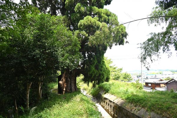 大沙川に水は流れていない