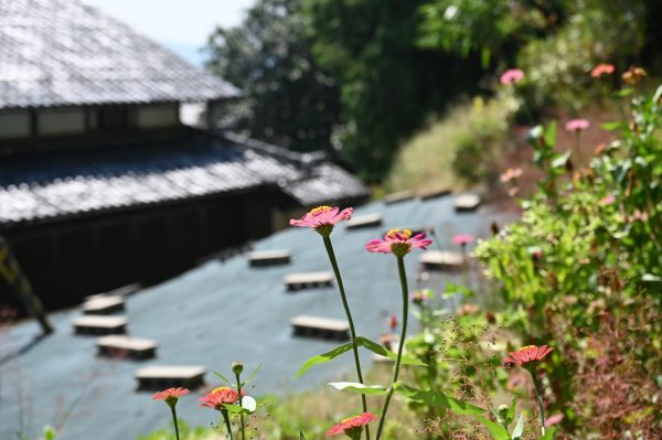 住居跡に咲く花