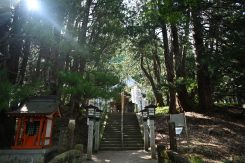 本堂へ向かう石段の左右にコウヤマキが群生している