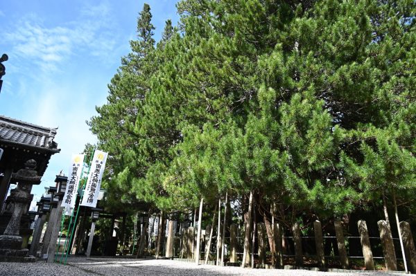 樹高約35メートル