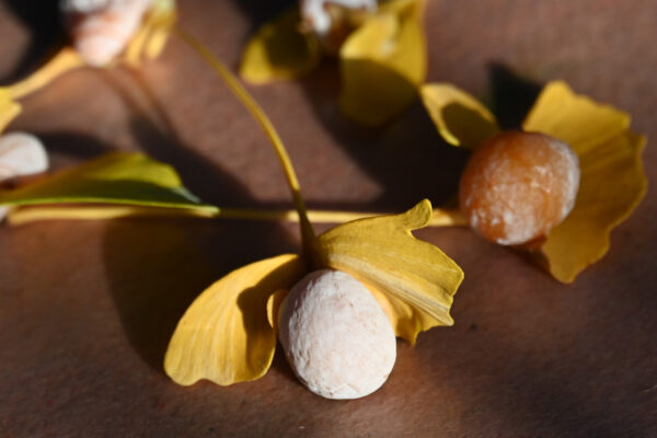 オハツキイチョウ