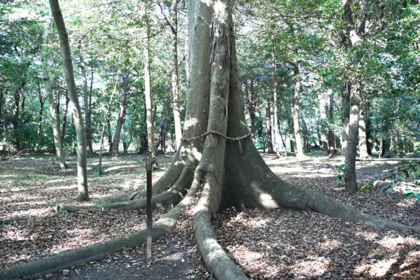 美しい姿が女性の美脚のように見える