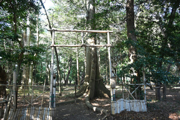 美人の木（告白の木）