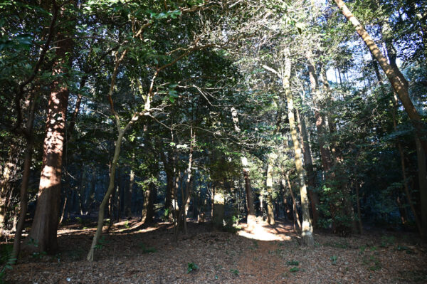万葉の時代から歌に詠まれてきた老蘇の森（国指定史跡）