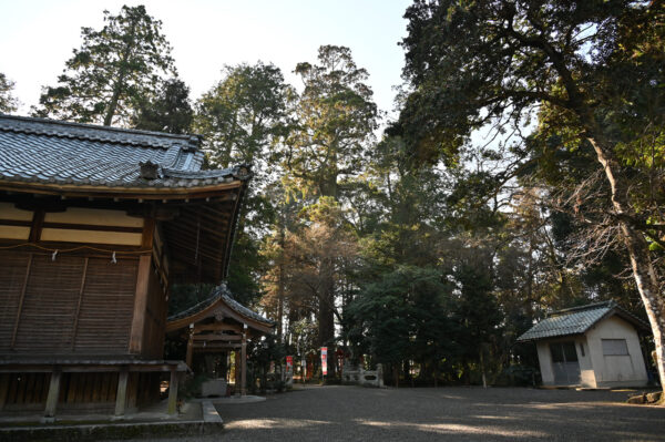 樹高30メートル・樹齢約400年の御神木杉（中央）