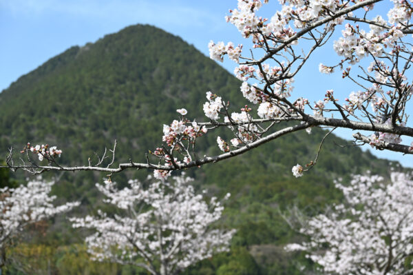 さくら緑地（野洲市）