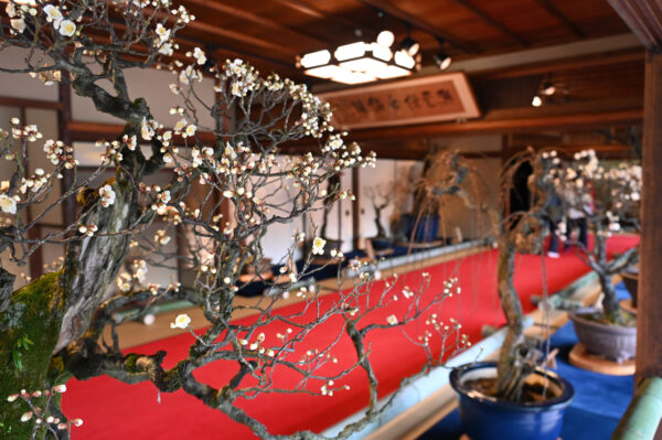 盆梅展会場（慶雲館）