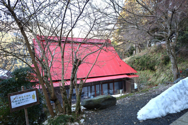 長尾護国寺の裏山に咲く