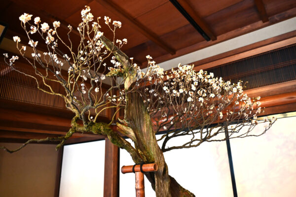 一鉢だけ今も残る、髙山七蔵氏が寄付した盆梅「昇龍梅」（慶雲館）