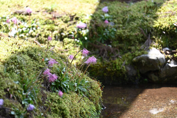 ショウジョウバカマ