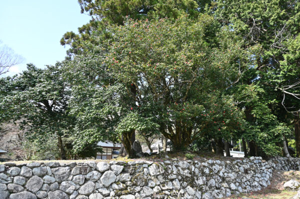 細川忠興がこの庭園を利休に案内した折、利休は「ヤブツバキは一期一会の花｣と言ったと伝わる