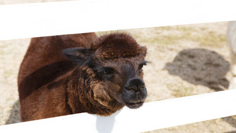 滋賀農業公園 ブルーメの丘