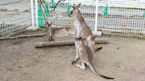 滋賀農業公園 ブルーメの丘