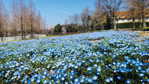 滋賀農業公園 ブルーメの丘