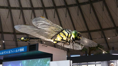 滋賀県立琵琶湖博物館_C展示室