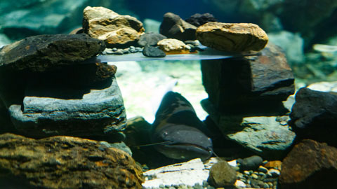 滋賀県立琵琶湖博物館_水族展示室