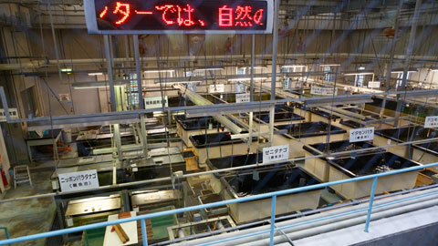 滋賀県立琵琶湖博物館_水族展示室