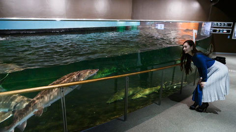 滋賀県立琵琶湖博物館_水族展示室