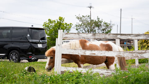 MITA馬事公苑吉田stable