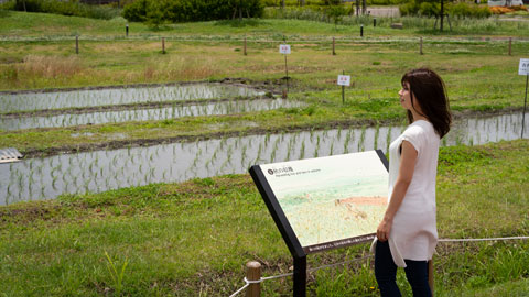 安満遺跡（あまいせき）公園