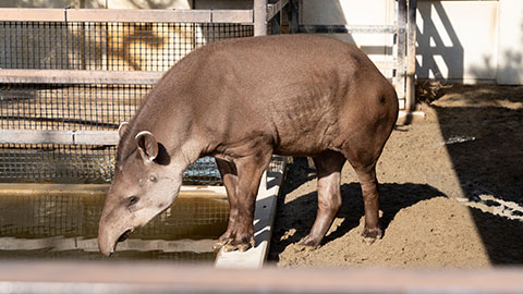 京都市動物園