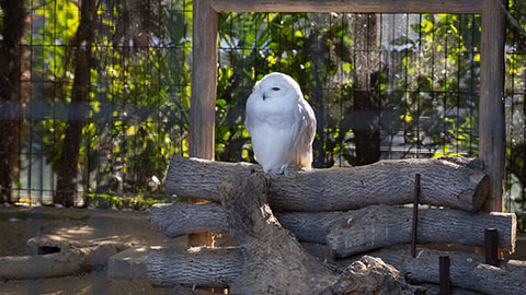 京都市動物園