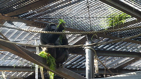 京都市動物園