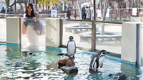 京都市動物園