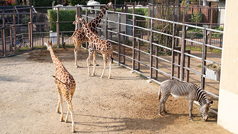 京都市動物園