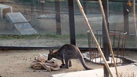 池田市立五月山動物園