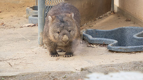 池田市立五月山動物園